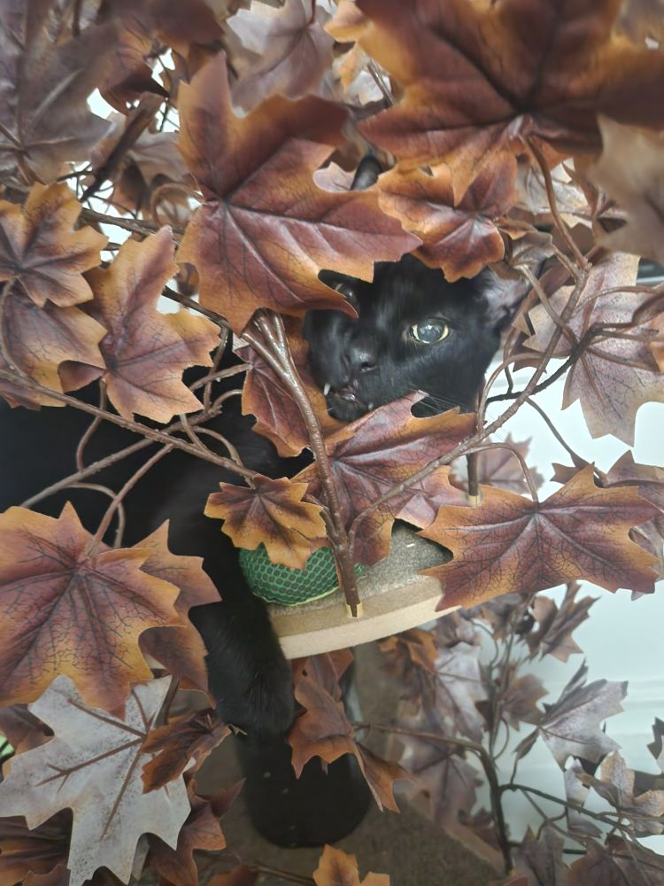 Black cat in fall themed cat tree