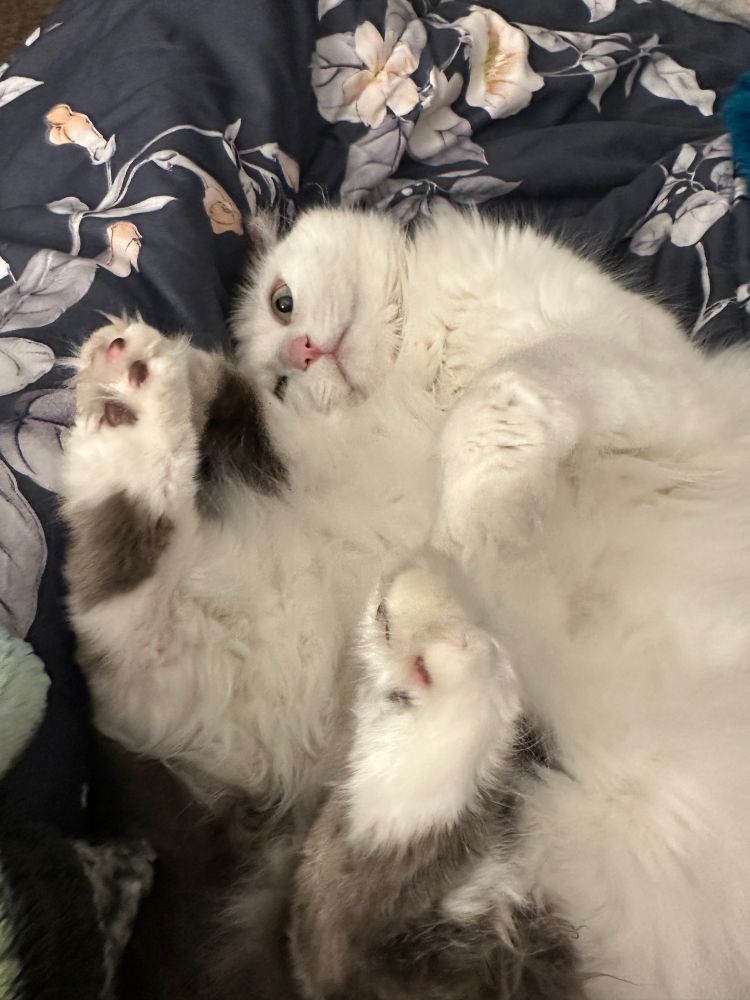 A picture of Syl curled up in a fluffy ball.