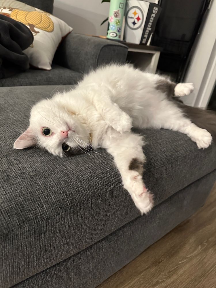 A picture of Syl lounging on an ottoman.