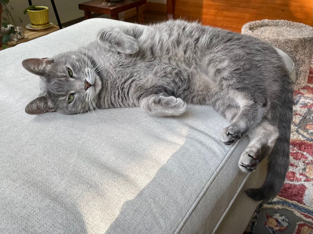 Back entirely on her side, looking toward the camera with eyes half closed, hind feet peeking over the edge of the chair as her tail hangs down.