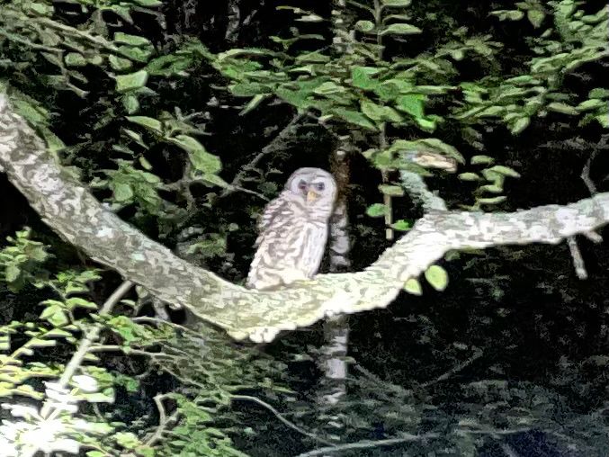 A barred owl sitting in a tree, looking at the camera.