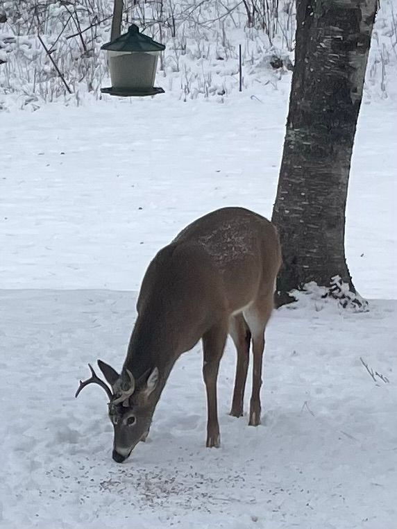 Deer with small antlers eating birdseed from the snow beneath the birdfeeder.