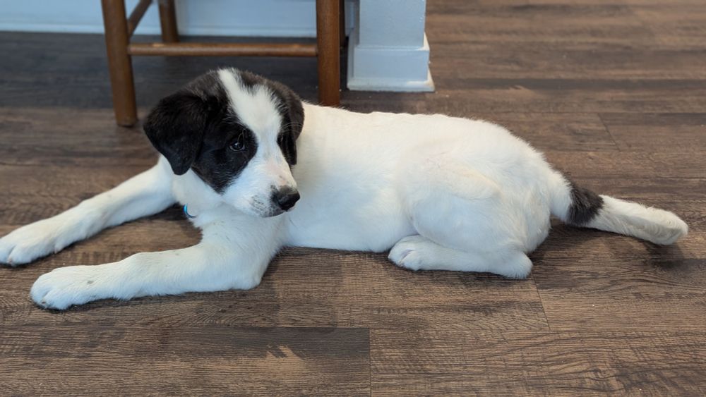 Black and white Pyrenees puppy laying down