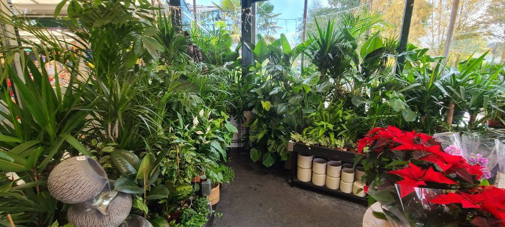 The garden centre houseplant section without an orange woolly rhino obstructing the view.