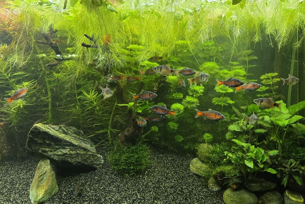 Odessa barbs, Pethia Padamya