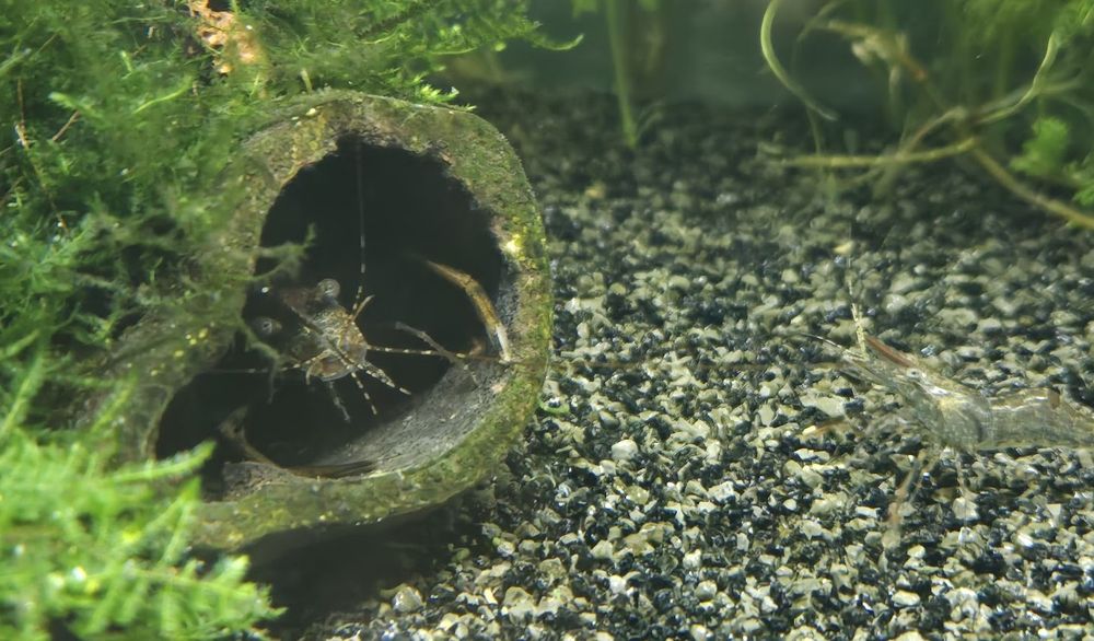 Red Claw Shrimp, Macrobrachium Assamense