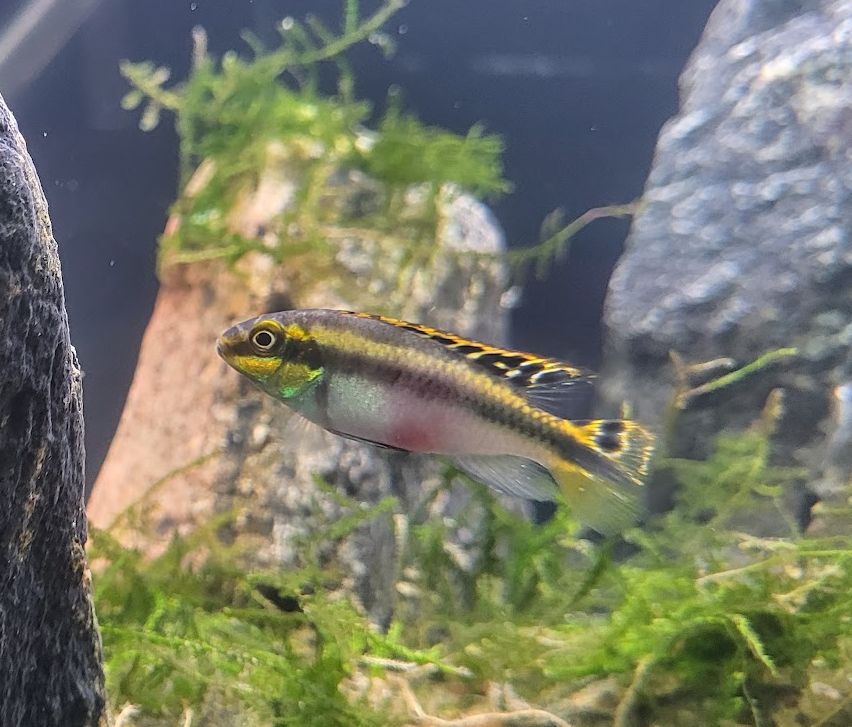 Kribensis, Rainbow Krib, Pelvicachromis Pulcher