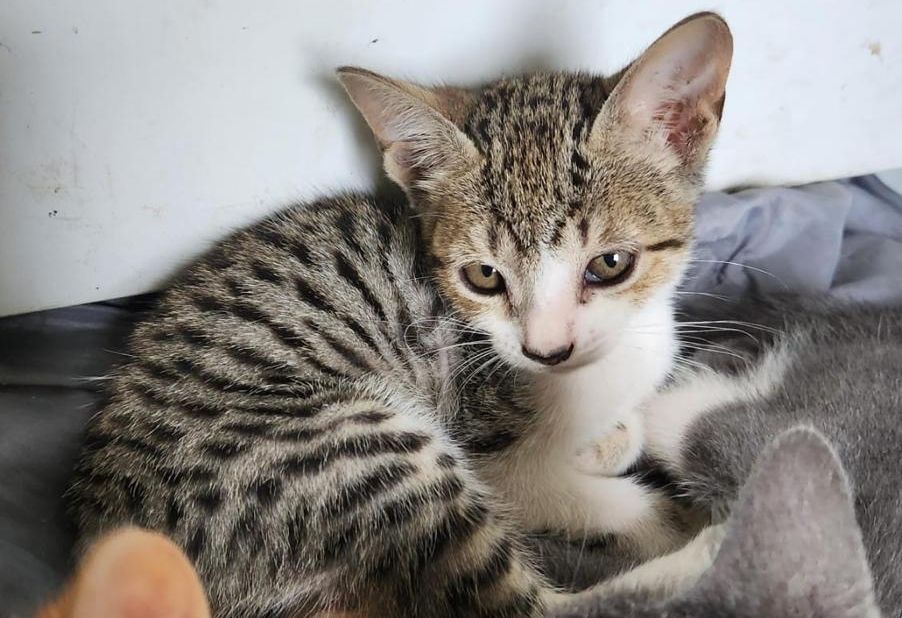 Gata tigrada filhote que está para adoção