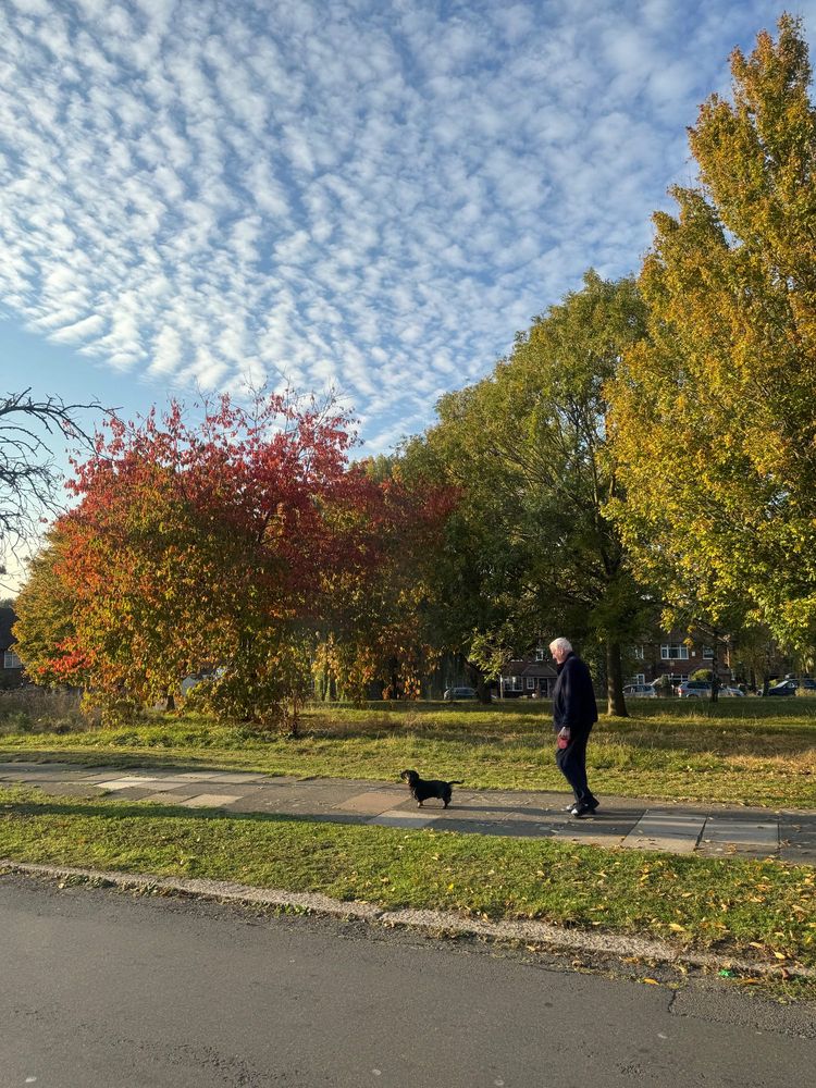 A man walks his Dachshund along a path lined with autumnal trees glowing in the late afternoon sun, beneath a blue sky scattered with clouds.