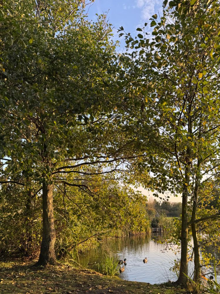 A peaceful lakeside scene with trees framing the water, their leaves still mostly green. A few ducks swim near the shore under soft golden evening light.