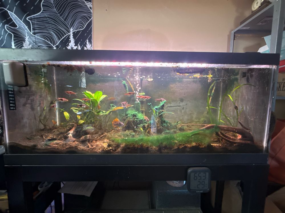 A shallow, wide aquarium filled with colorful orange and black fish. The aquarium is sparsely planted, mostly filled with detritus and Cyanobacteria 