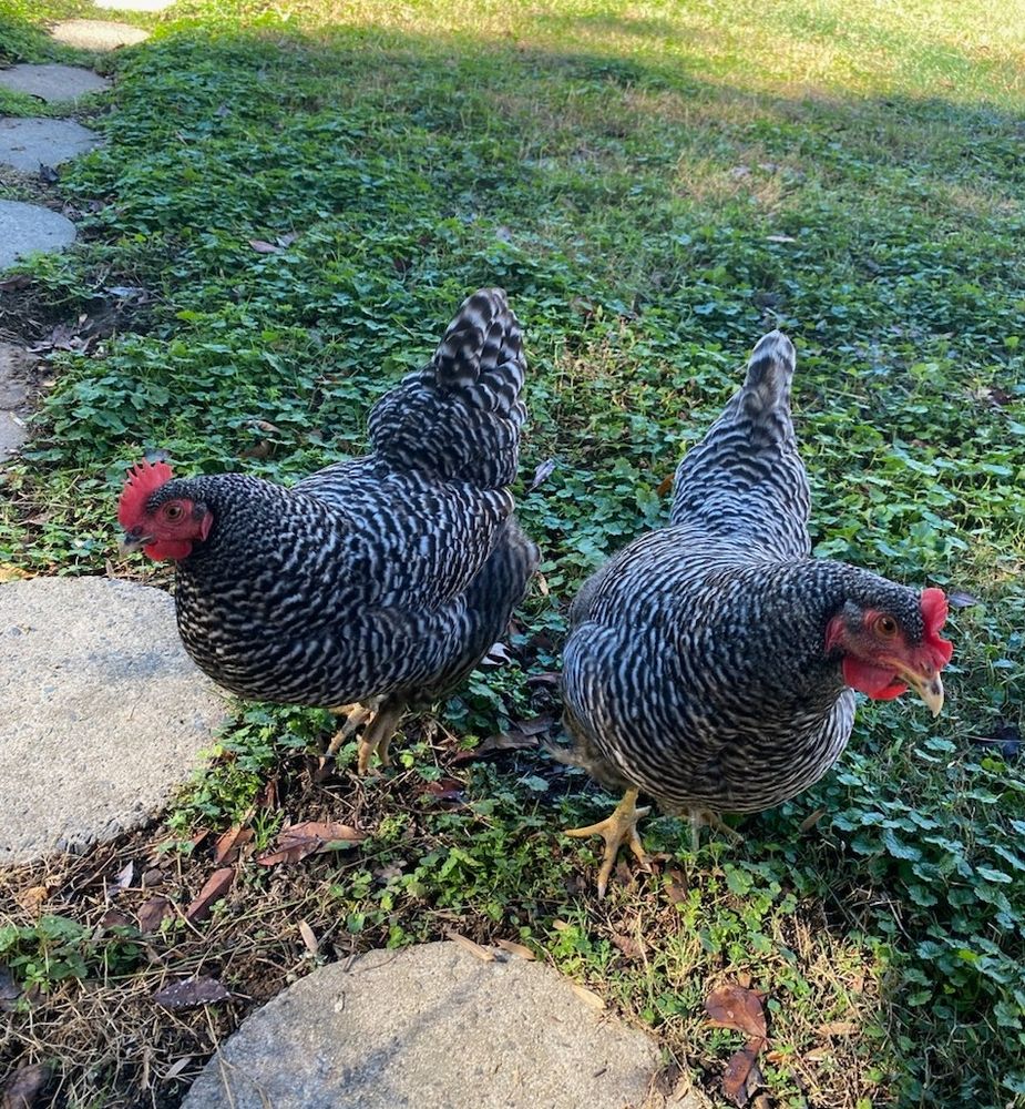 two Plymouth barred rock hens, one facing left and one facing right