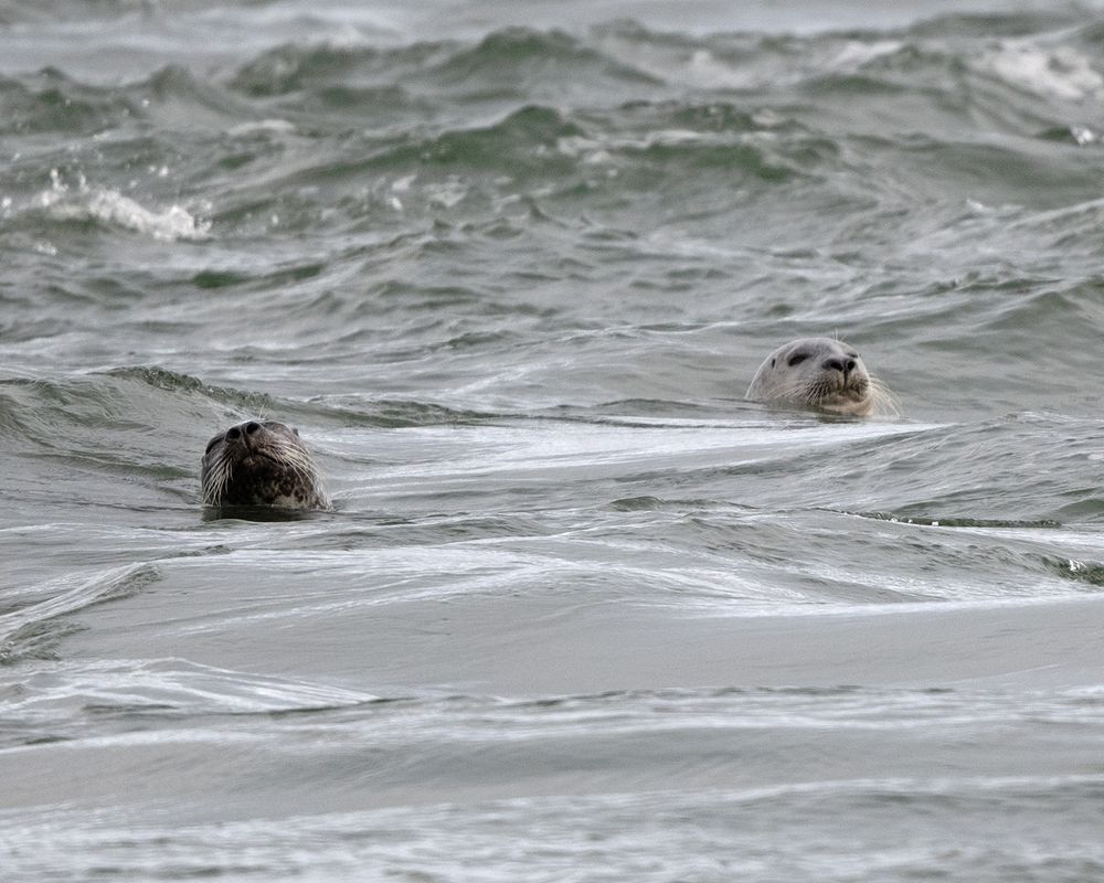 Two Harbor Seals with their heads sticking out of the water. Both have their eyes closed
