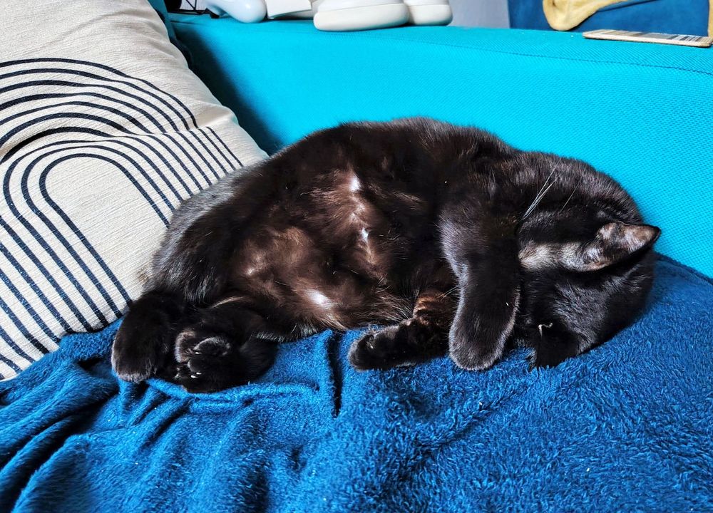 A black cat reclining on a green sofa next to a cream and black striped cushion, she is covering her eyes with her paws.
