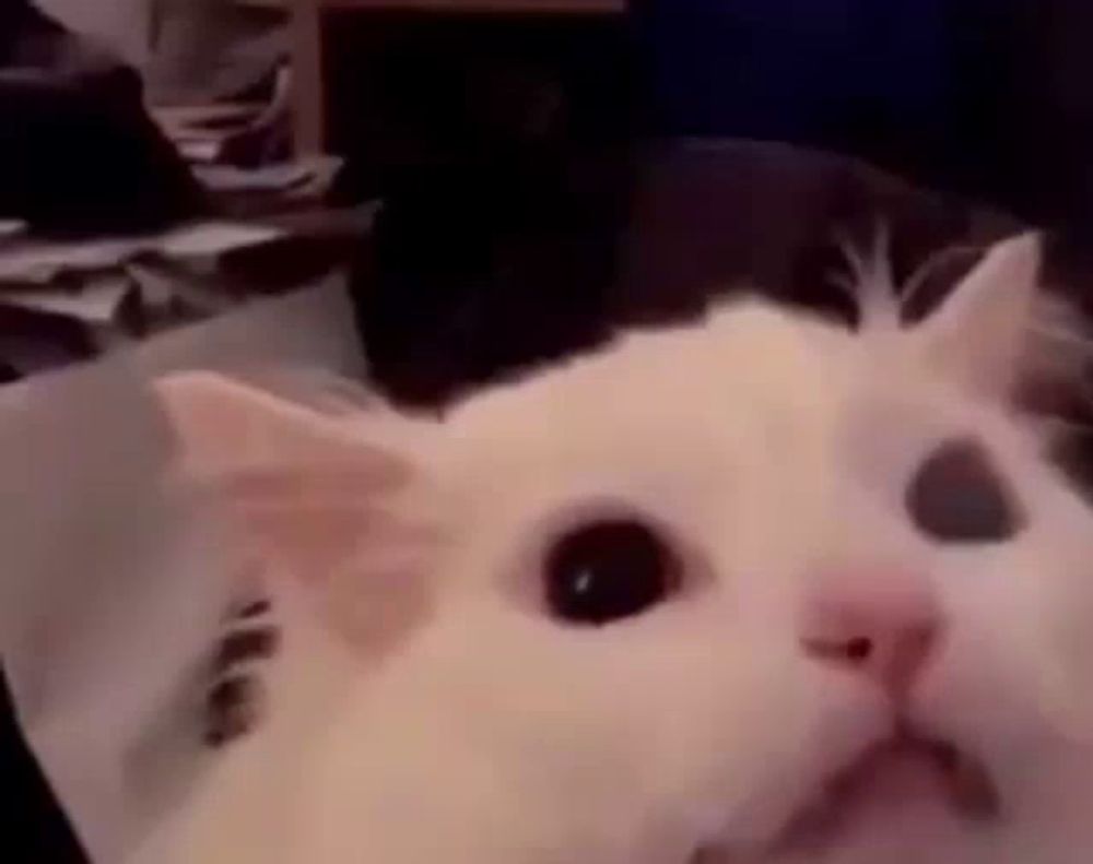 a close up of a white cat looking at the camera with a surprised look on its face .