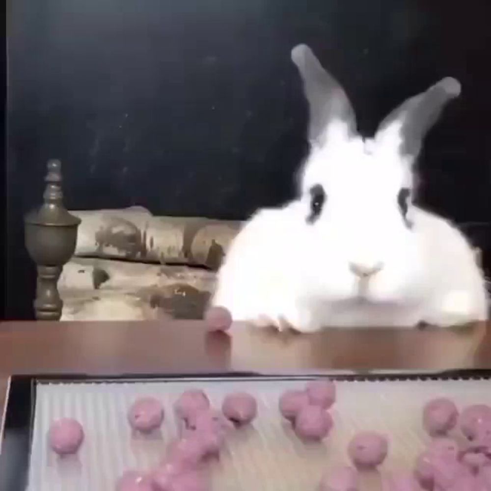 a white rabbit is sitting on a table next to a tray of pink balls .