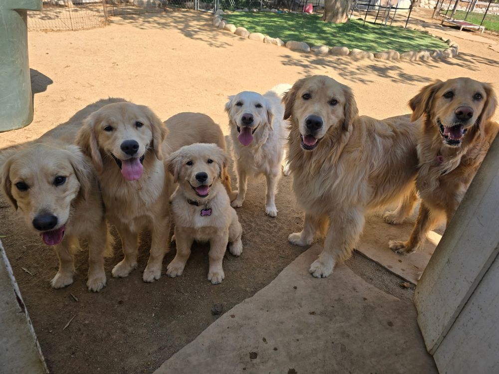 Six Golden Retrievers of various sizes all lined up in a row.