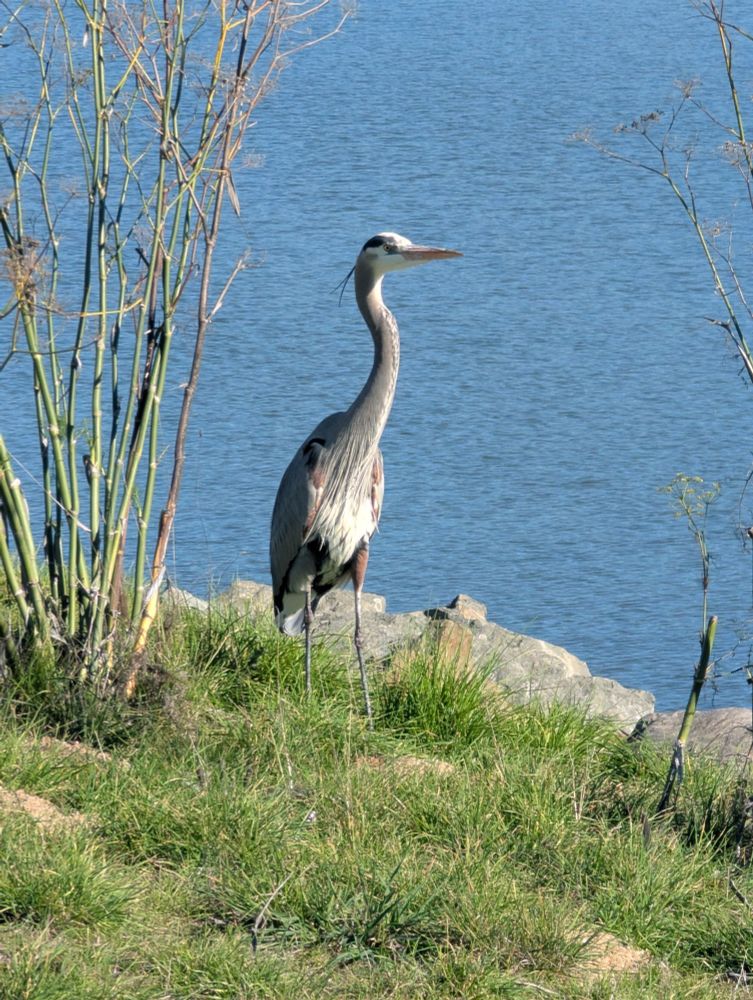 A great blue heron at Cesar Chavez park in Berkeley