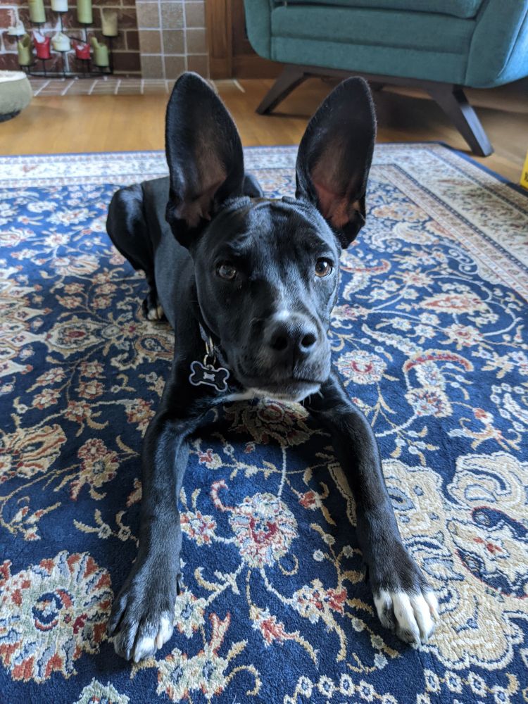 My dog, Toby, as a puppy with his big ears standing straight up. He's a small black bully mix crouching on a blue rug, looking at the camera