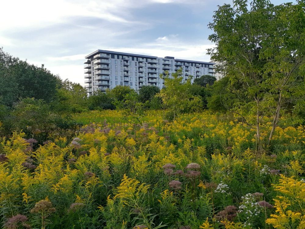header image - 900 000 $ pour aménager un boisé au centre-ville