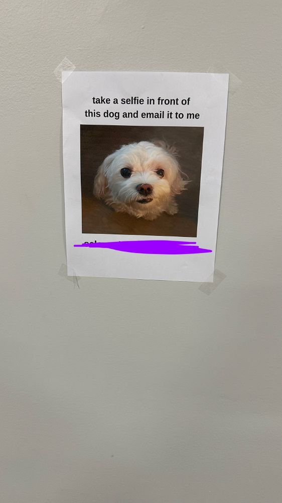 A print of a white dog with text above saying “take a selfie in front of this dog and email it to me”