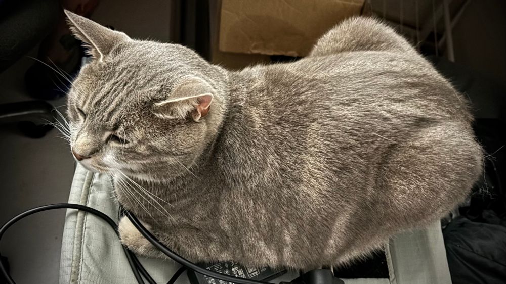 stitch the cat, sitting with all his legs tucked in. his big thighs make him look like a big roasted bird 