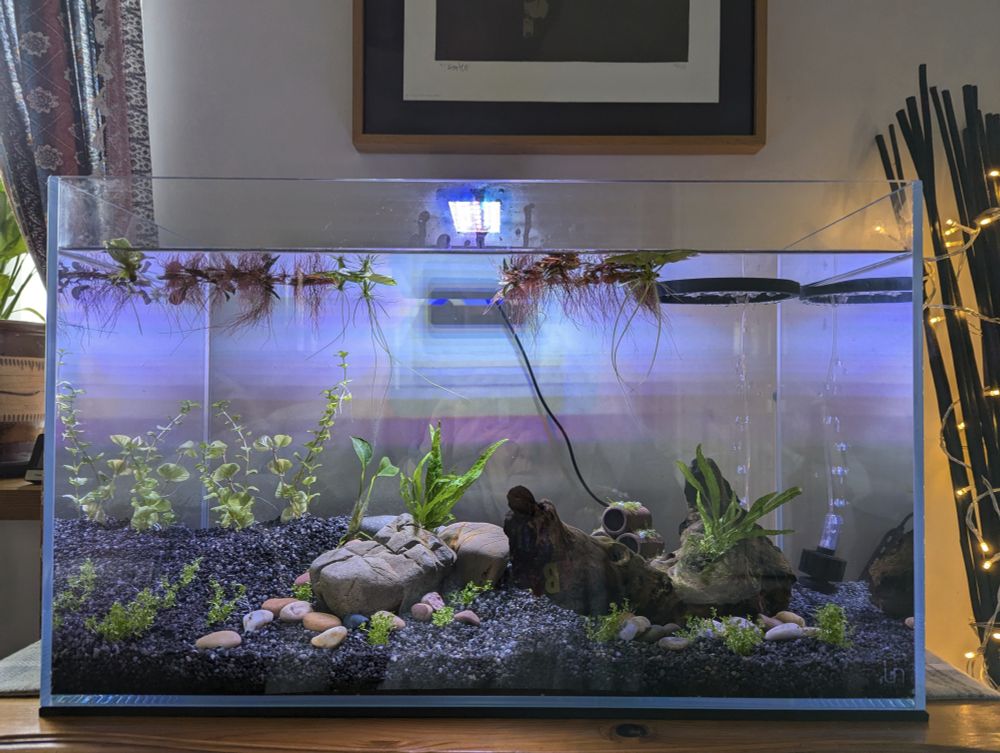 Photo of a 20g UNS 60 long aquarium. The tank was cycling when this photo was taken (the process of getting beneficial bacteria to make it safe to add fish and shrimp). There are stones, a piece of driftwood, dark gravel and a few plants. The filter is small as it's only for cycling. 