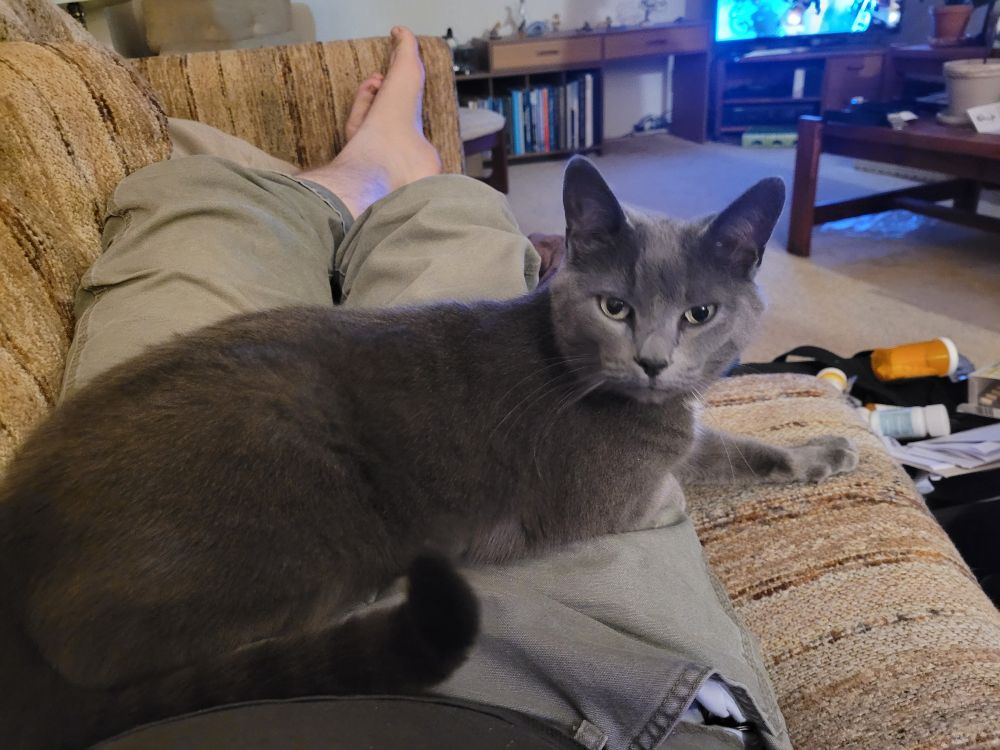 A grey shorthaired cat lying on my lap as I lay on the couch watching TV.