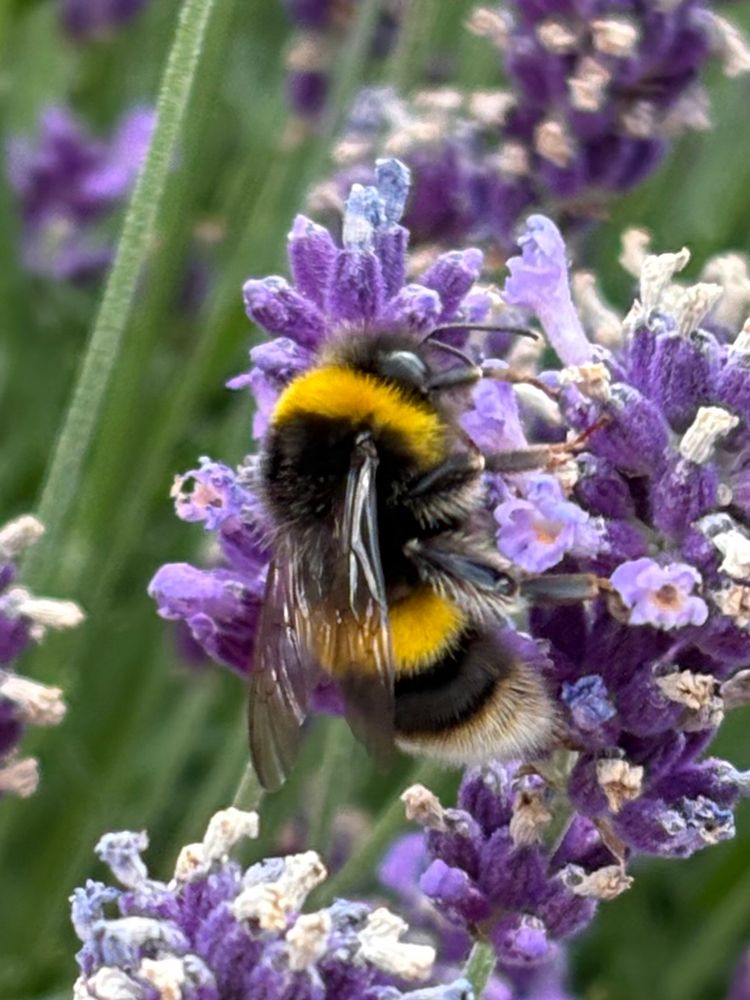 Bumblebee on lavender