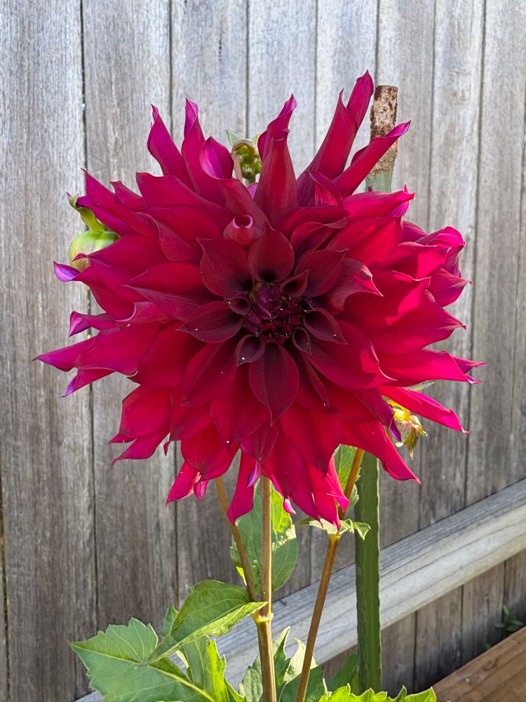 A photo of a red dahlia flower. The flower has layers of petals.
