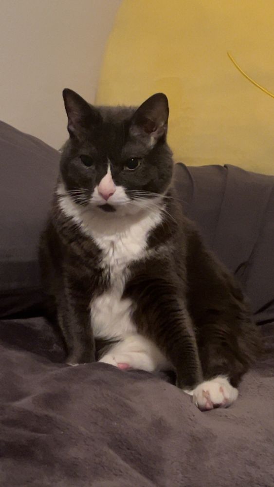 Grey and white cat sitting on a bed .