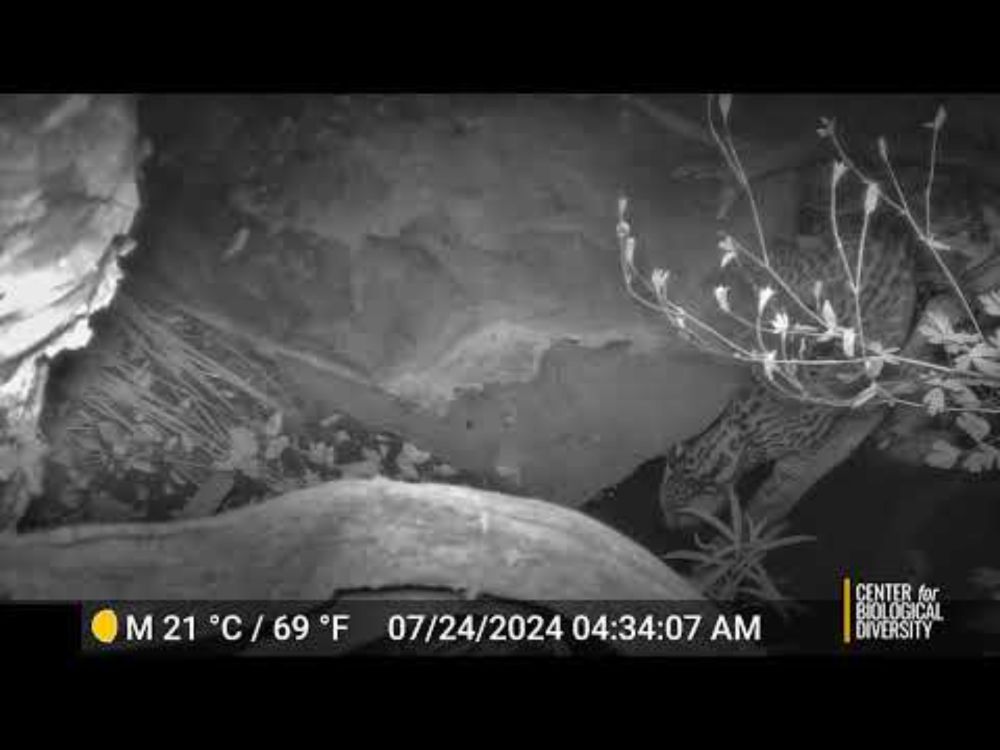 Southern Arizona's newest ocelot shows up on camera again