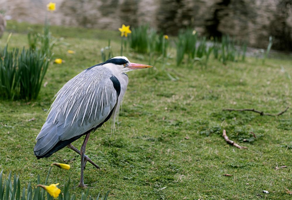 A blue heron resting on a serene grassy riverbank.
