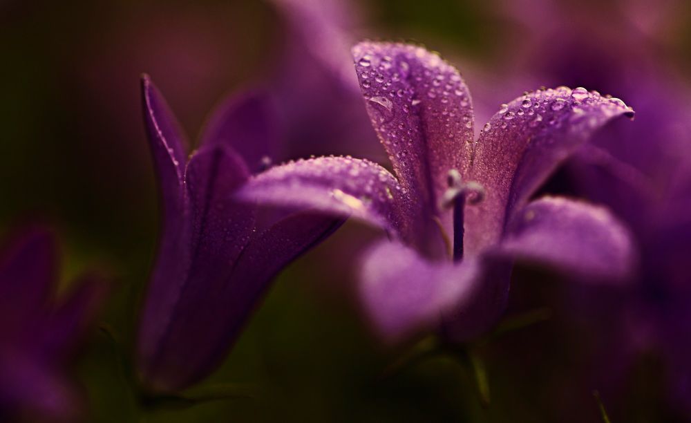 a photograph of dalmatian bellflowers, purple and pink small petals covered with water droplets and shallow depth of field with pastel spring tones reminiscent of morning dew. Photograph by me, edited with photoshop - I hope I can get something like this out of rawtherapee.