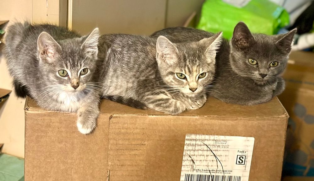 Three 10 week-old kittens lie together and line up on top of box. The first is a longhaired gray & white tabby, the second is a gray torbie and the third is a solid pewter gray. 
