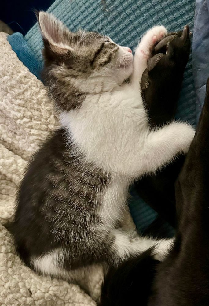 A nine week-old black and white stripey kitten lies next to and snuggles the dog’s foot. 