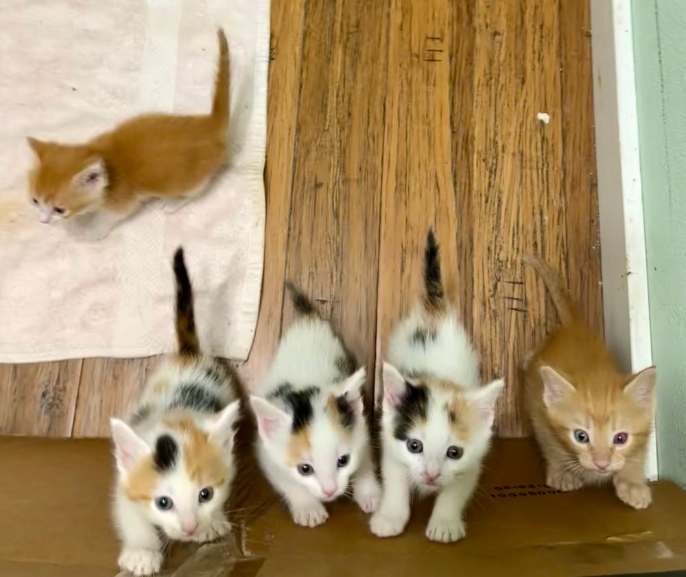 A orange tabby wanders around around as his three calico sisters and orange tabby brother clamor to escape the enclosure. 