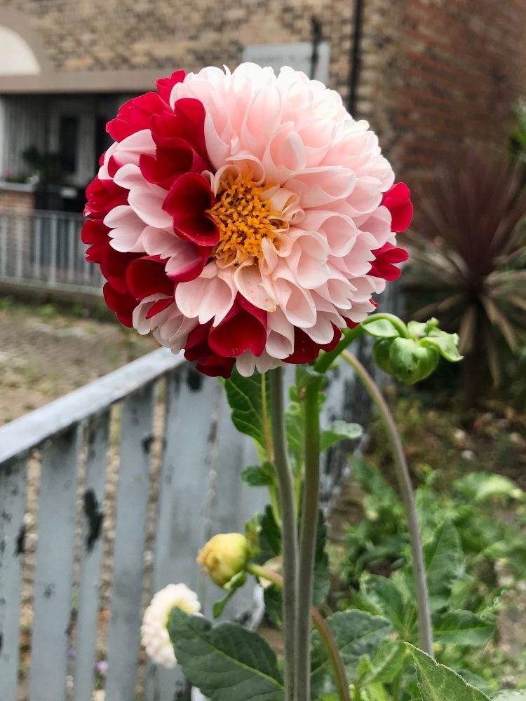 Dahlia with pink and red pedals. 