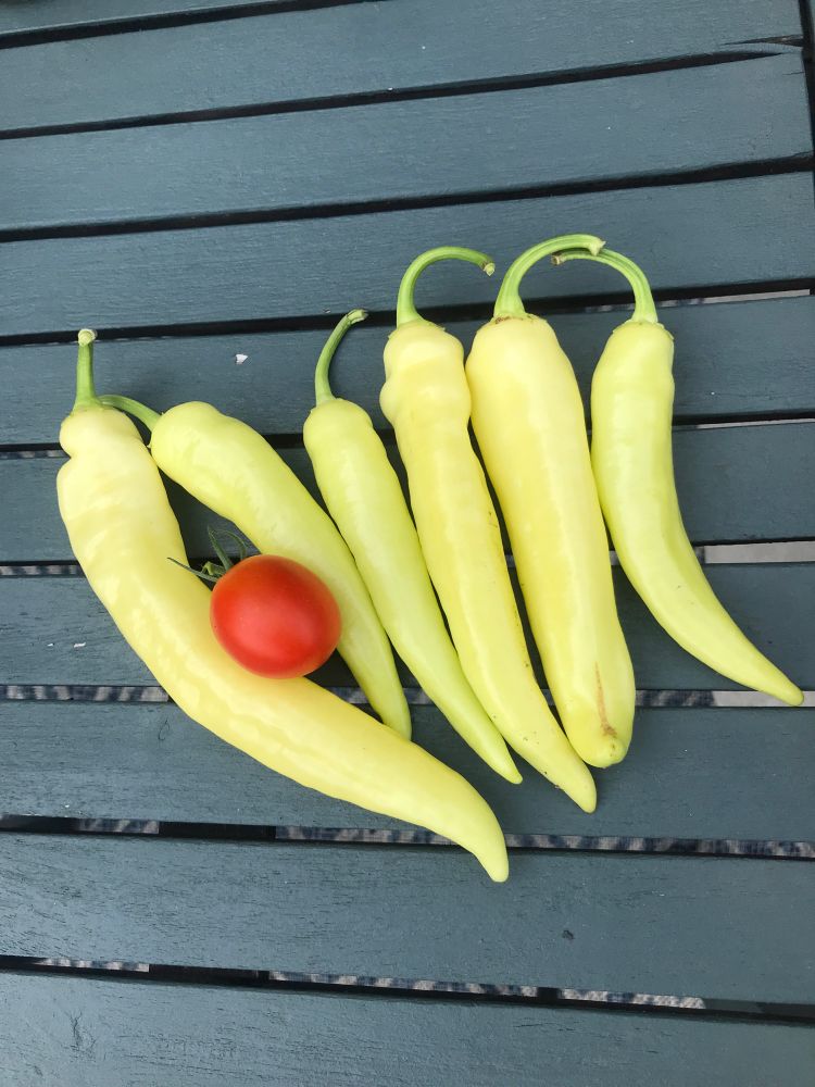 Six banana peppers and one tomato on a wooden table. 