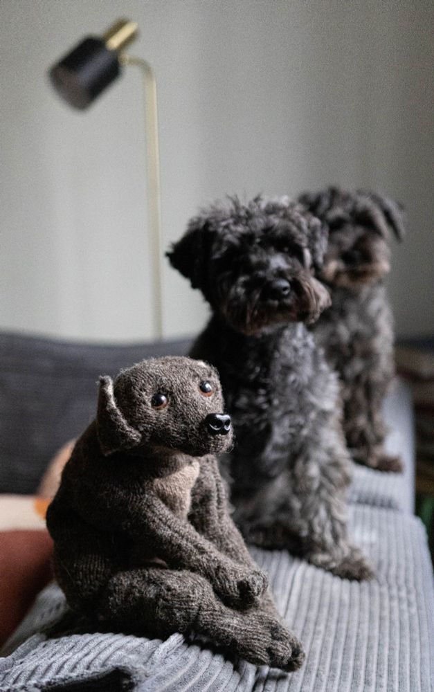 kaks musta kääbusšnautserit istub halli murgadiivani seljatoel ja vaatab otse kaamerasse, ühel koeral pea õrnalt küljele kallutatud. nendest veel eespool on tumepruuni värvi kootud mängukoer, kes istub äbariku moega ja vaatab natuke kõõrdis silmadega kaamera suunas.