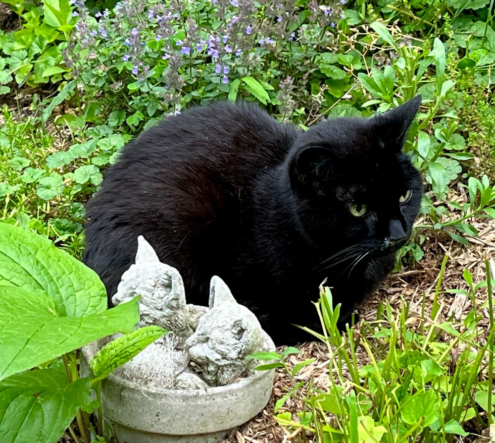 A black cat sitting in a garden next to a statue is two kittens in a flower pot