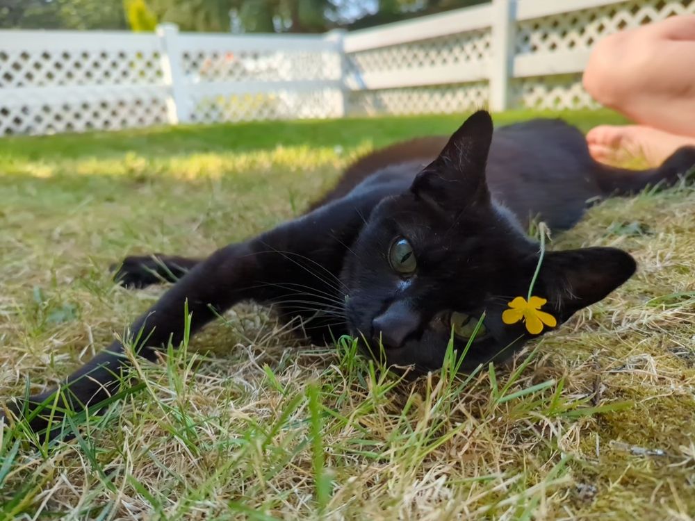 Black cat lying in grass with a yellow flower hooked over her ear. 