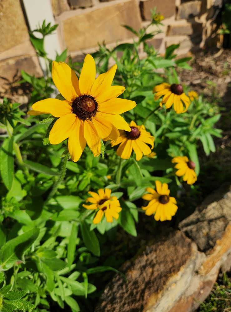 Six blooming black-eyed Susans - yellow petals surrounding a brownish black center. One of the lower ones has a petal blown over its center, like it's hiding from the camera.