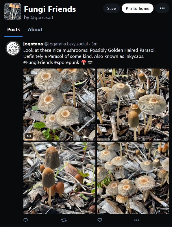 custom feed "Fungi Friends", dedicated to fungi