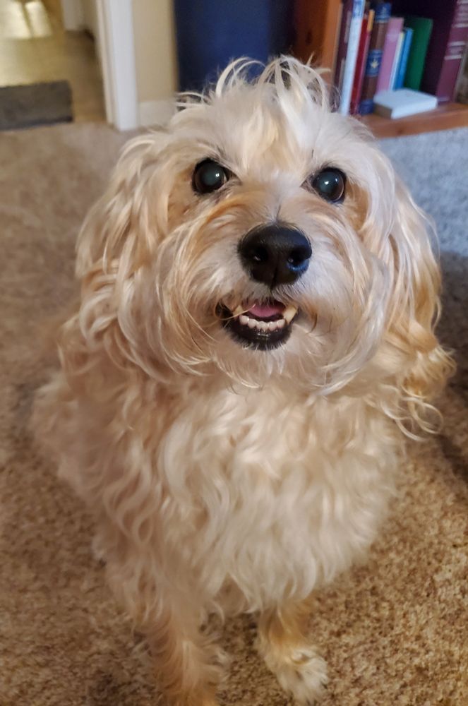 a small tan longhaired terrier sits, looking up at the camera with a happily expectant expression.