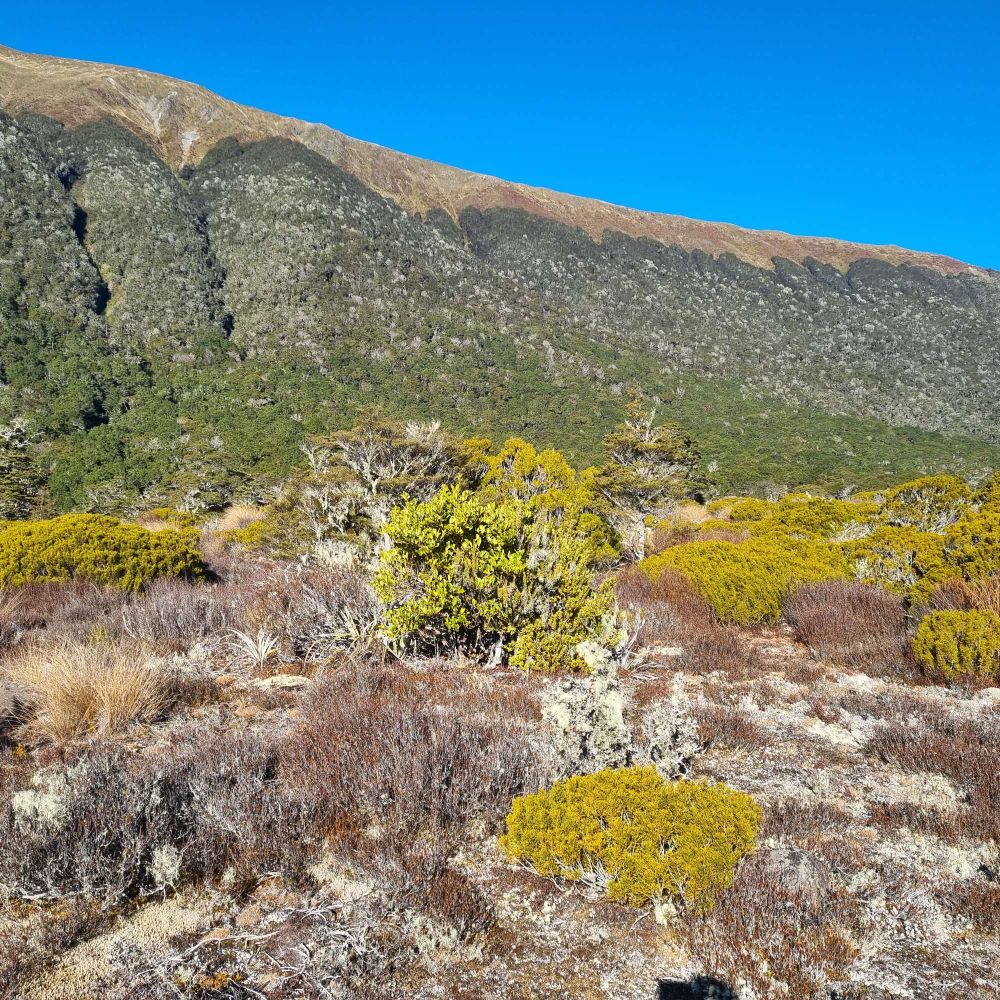 Subalpine vegetation in a frost hollow looking to southern beech forest with more subalpine vegetation above treeline 