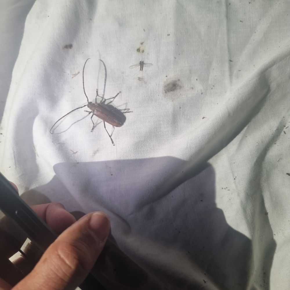 A longhorn beetle on a white sheet under the moth light
