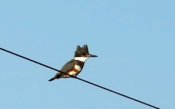 Belted kingfisher