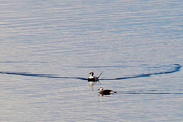 Long-tailed duck