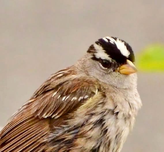 White-crowned sparrow 